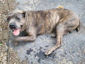 Cane Corso Dogs Available for Adoption in San Antonio, Texas - KING | PetCurious