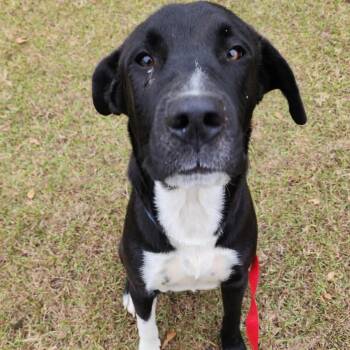 Great Dane and Mixed Breed Dogs Available for Adoption - Bo | PetCurious