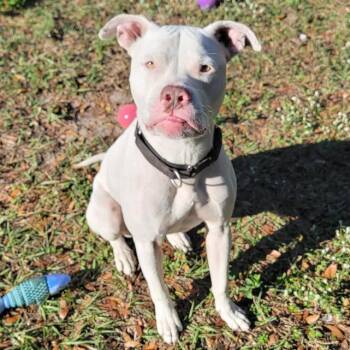 Barley -  Pit Bull Terrier Dog for Adoption in Lake Panasoffkee, Florida - Barley | PetCurious