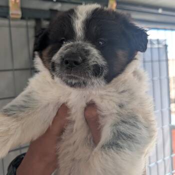Bubbles -  Australian Shepherd and Mixed Breed Dog for Adoption in Phoenix, Arizona - Bubbles | PetCurious