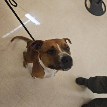 Bam Bam -  Mixed Breed Dog for Adoption in Lake Panasoffkee, Florida - Bam Bam | PetCurious