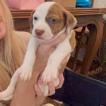 Gucci -  American Bulldog Dog for Adoption in Brentwood, Tennessee - Gucci | PetCurious