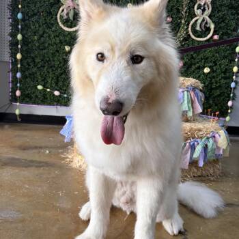 Samoyed Dogs Available for Adoption in Cibolo, Texas - Kadabra | PetCurious
