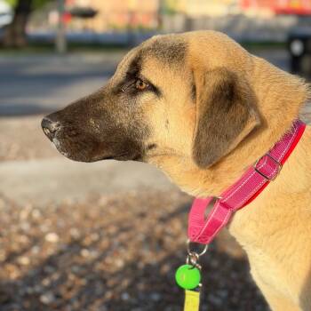 Anatolian Shepherd Dogs Available for Adoption in New Orleans, Louisiana - Miso Moo | PetCurious