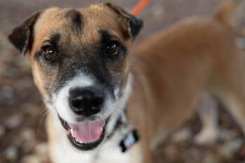 Zeus -  Terrier Dog for Adoption in Santa Rosa, California - Zeus | PetCurious