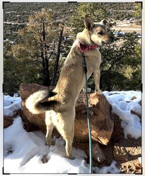 Kaylee -  Shepherd Dog for Adoption in Chinle, Arizona - Kaylee | PetCurious