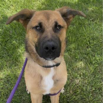 Braxton -  Shepherd and Mixed Breed Dog for Adoption in Marysville, Ohio - Braxton | PetCurious