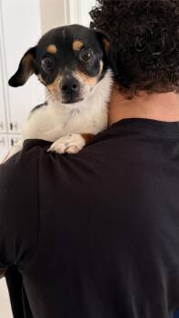 Dachshund and Terrier Dogs Available for Adoption in Powder Springs, Georgia - Coconut | PetCurious