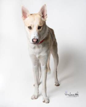 Mixed Breed Dogs Available for Adoption - BellaMa | PetCurious