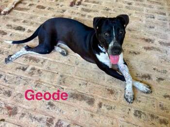 GEODE -  American Staffordshire Terrier and Terrier Dog for Adoption in Madisonville, Louisiana - GEODE | PetCurious