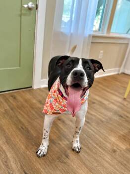 June Summer Makes You Smile -  Pit Bull Terrier and Labrador Retriever Dog for Adoption in Friendswood, Texas - June Summer Makes You Smile | PetCurious