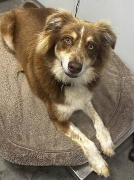 07161B O`Dell -  Australian Shepherd and Mixed Breed Dog for Adoption in North Charleston, South Carolina - 07161B O`Dell | PetCurious