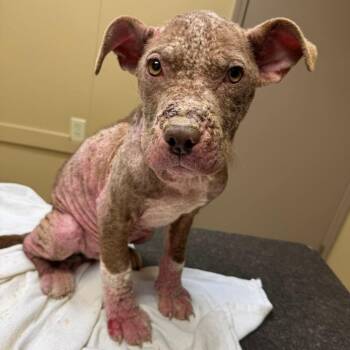 Ducky von Steven -  Pit Bull Terrier Dog for Adoption in Jackson, Missouri - Ducky Von Steven | PetCurious