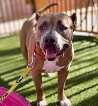 ANUBIS -  Pit Bull Terrier Dog for Adoption in Las Vegas, Nevada - ANUBIS | PetCurious