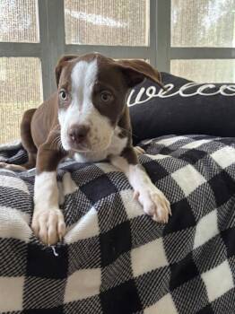 Layla - Norma -  American Bulldog Dog for Adoption in Lakeland, Florida - Layla - Norma | PetCurious
