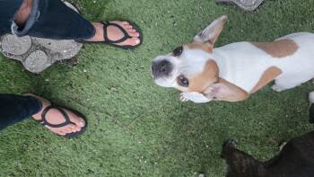 French Bulldog Dogs Available for Adoption in Mary Esther, Florida - Emma  | PetCurious