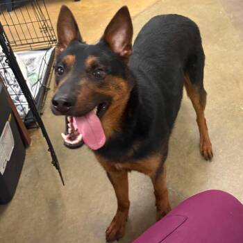 Newskie -  Shepherd and Cattle Dog Dog for Adoption in West Point, Mississippi - Newskie | PetCurious