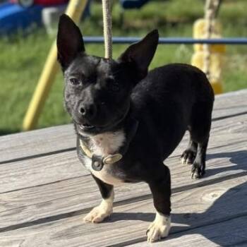 Rose -  Chiweenie Dog for Adoption in Williston, Vermont - Rose | PetCurious