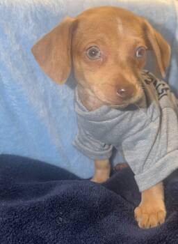 Tucker -  Dachshund Dog for Sale in Lombard, Illinois - Tucker | PetCurious