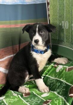 Retriever and Mixed Breed Dogs Available for Adoption - Field Goal | PetCurious