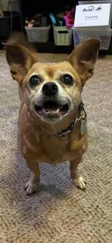 Chihuahua Dogs Available for Adoption - Mo Mo And Zena  | PetCurious