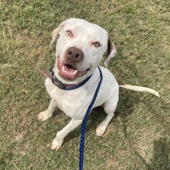 Juice -  Pointer and Mixed Breed Dog for Adoption in Springfield, Missouri - Juice | PetCurious