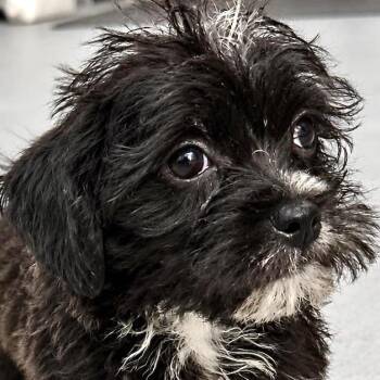 Baby Walter -  Shih Tzu Dog for Adoption in Liverpool, Texas - Baby Walter | PetCurious