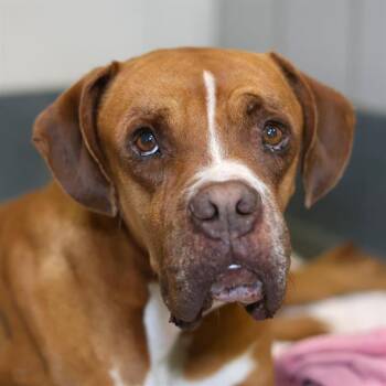 Boxer Dogs Available for Adoption in San Antonio, Texas - PRINCE | PetCurious