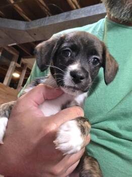Times New Roman (26-142 D) -  Mixed Breed Dog for Adoption in Lansing, Michigan - Times New Roman (26-142 D) | PetCurious