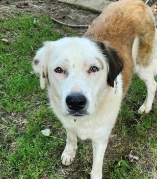Shellie -  Australian Shepherd and Saint Bernard Dog for Adoption in Liberty Center, Ohio - Shellie | PetCurious