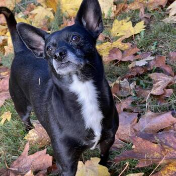 Rescue Chihuahua Dogs for Adoption in Graham, Washington - PATRICK | PetCurious