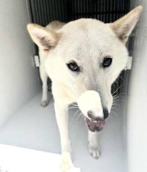 Siberian Husky Dogs Available for Adoption in Houston, Texas - A655941 | PetCurious