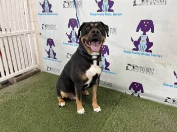 Rescue Pit Bull Terrier and Rottweiler Dogs for Adoption in Orlando, Florida - ODEN | PetCurious