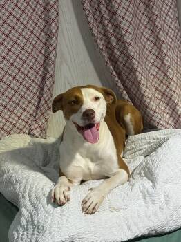 Rescue Foxhound Dogs for Adoption in Opelousas, Louisiana - Rose | PetCurious