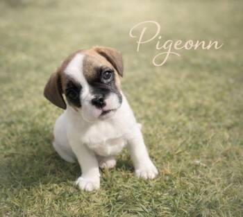 French Bulldog Dogs Available for Adoption in Orange, California - Pigeon | PetCurious
