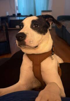 Rosie -  American Bully Dog for Adoption in Pointe-claire, Quebec - Rosie | PetCurious