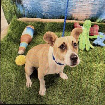 Taco -  Chihuahua and Mixed Breed Dog for Adoption in San Francisco, California - Taco | PetCurious