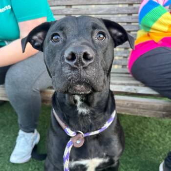 Rescue Black Labrador Retriever and Mixed Breed Dogs for Adoption in Canton, Illinois - Athena | PetCurious
