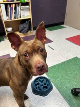 Rescue Mixed Breed Dogs for Adoption in Memphis, Tennessee - Shrimp | PetCurious