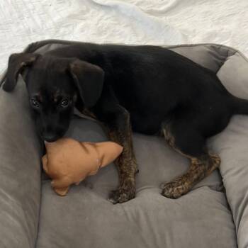 June -  Shepherd and Mixed Breed Dog for Adoption in Phoenix, Maryland - June | PetCurious
