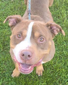 MILO - Needs a foster/forever home -  Terrier Dog for Adoption in Birmingham, Michigan - MILO - Needs A Foster/forever Home | PetCurious