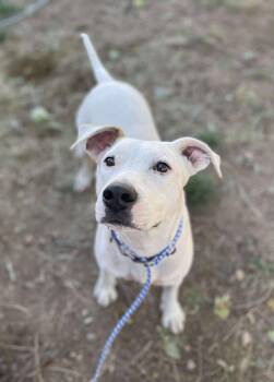 Rescue Pit Bull Terrier Dogs for Adoption in Anza, California - Gary | PetCurious