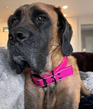 Rescue Mastiff Dogs for Adoption in Larkspur, Colorado - Clementine | PetCurious