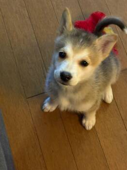Sandra -  Mixed Breed Dog for Adoption in Athens, Ontario - Sandra | PetCurious