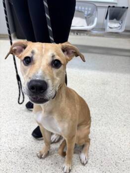 Rainbow -  Mixed Breed Dog for Adoption in Lafayette, Indiana - Rainbow | PetCurious