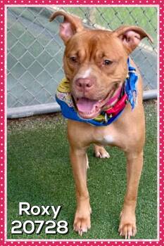 ROXY -  Pit Bull Terrier Dog for Adoption in Marietta, Georgia - ROXY | PetCurious