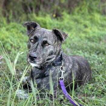 CHRISSY -  Terrier Dog for Adoption in San Antonio, Texas - CHRISSY | PetCurious