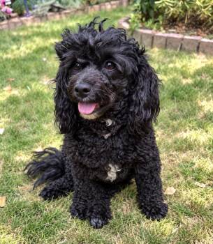Pepper -  Poodle Dog for Adoption in Puyallup, Washington - Pepper | PetCurious
