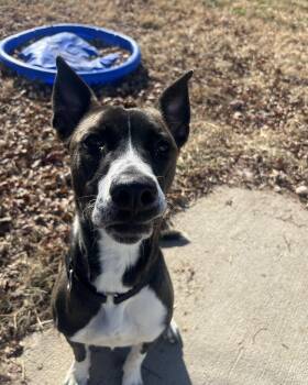 Rescue Boxer Dogs for Adoption in Plattsmouth, Nebraska - Maggie | PetCurious