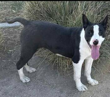 Rescue Labrador Retriever and Border Collie Dogs for Adoption in Las Vegas, Nevada - Star | PetCurious